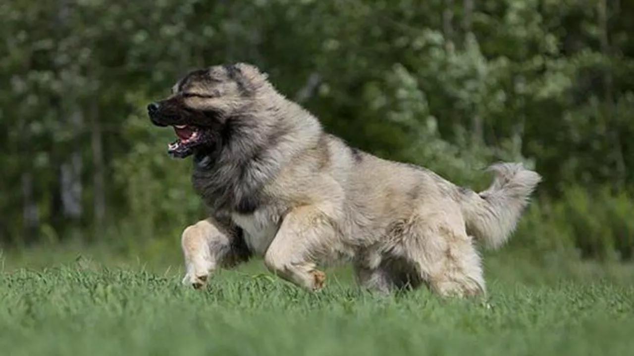 How difficult is it to take care of a Caucasian Shepherd?